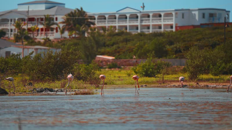 Static shot of flamingos in South Caicos