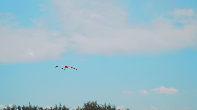Handheld shot of flamingos flying in South Caicos