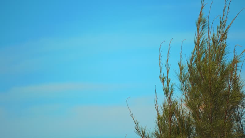 Handheld shot of flamingos flying in South Caicos
