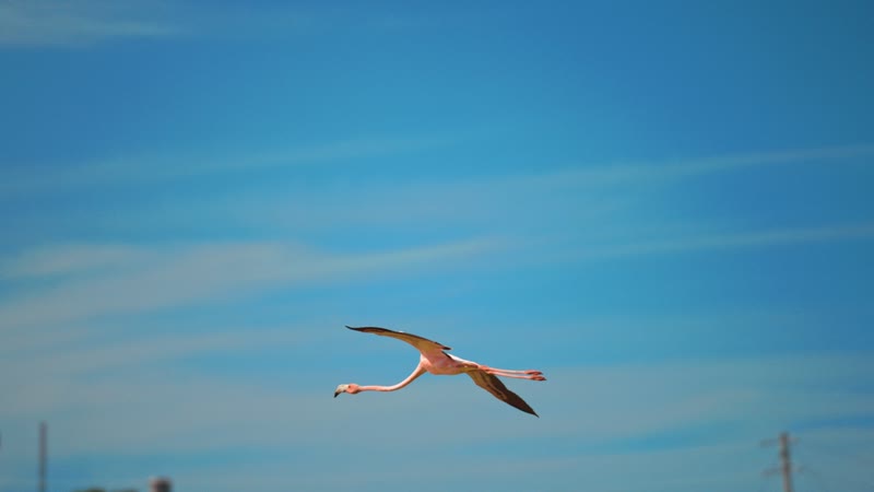Handheld shot of flamingos flying in South Caicos
