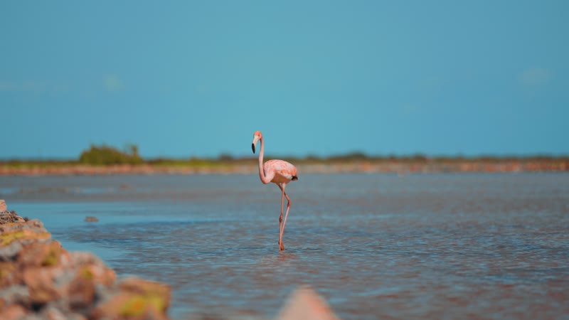 Flamingo taking off in South Caicos