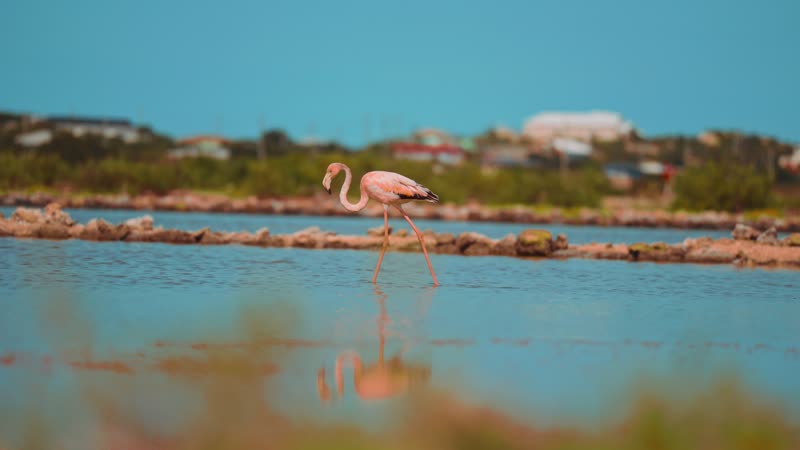 Flamingo walking through shallow water in South Caicos