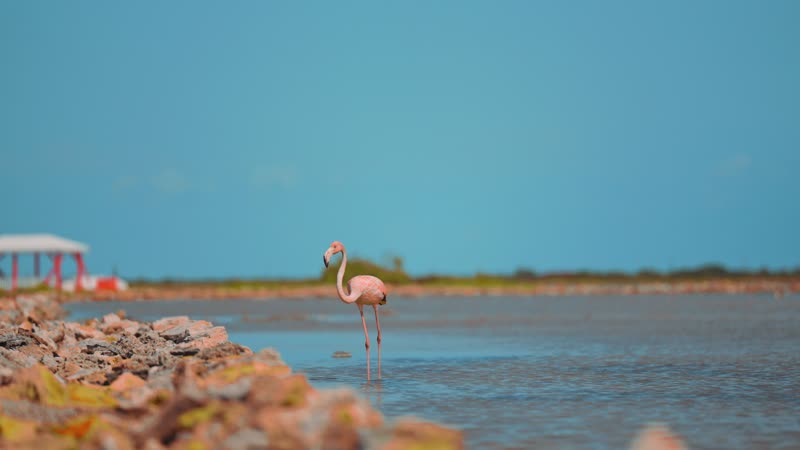 Flamingo flying close to ground in South Caicos