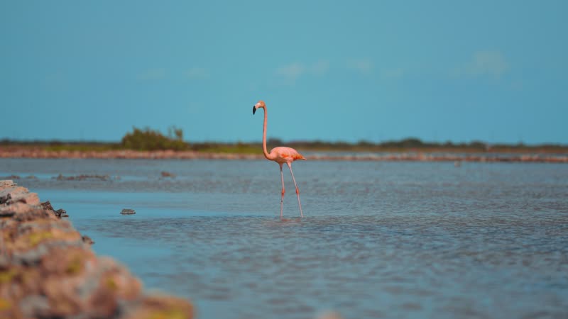 Flamingo taking off in South Caicos