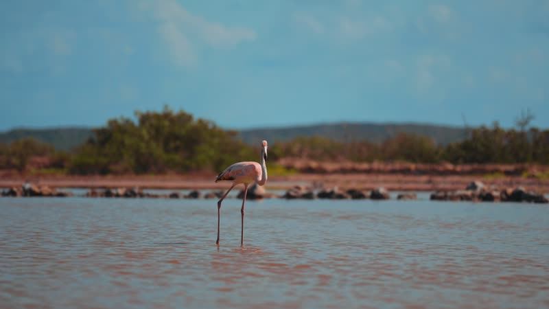 Static shot of flamingos in South Caicos