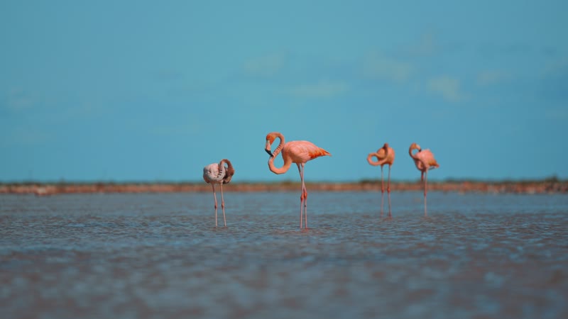 Static shot of flamingos in South Caicos