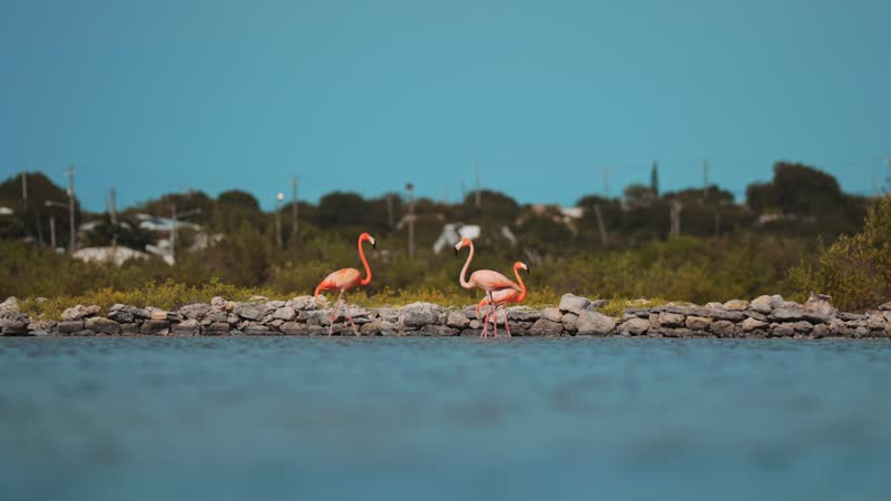 Static shot of flamingos in South Caicos