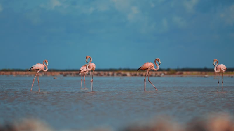 Static shot of flamingos in South Caicos