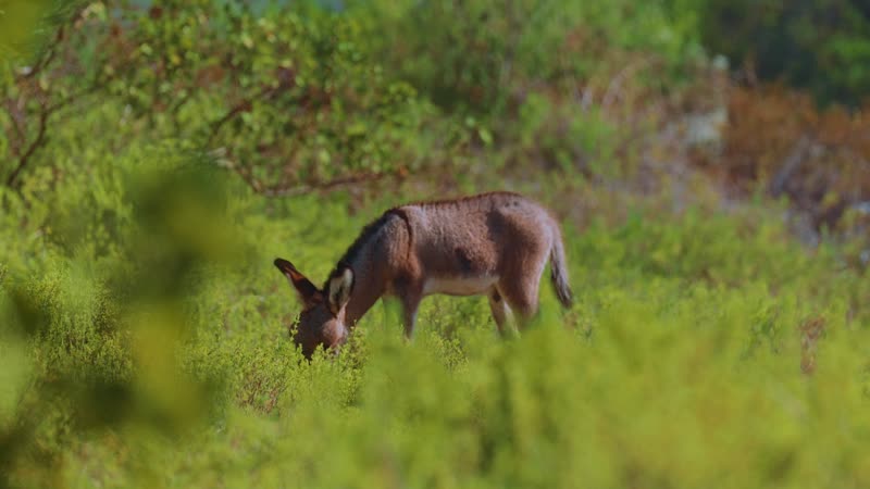 Handheld shot of donkeys in South Caicos