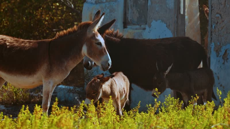 Handheld shot of donkeys in South Caicos