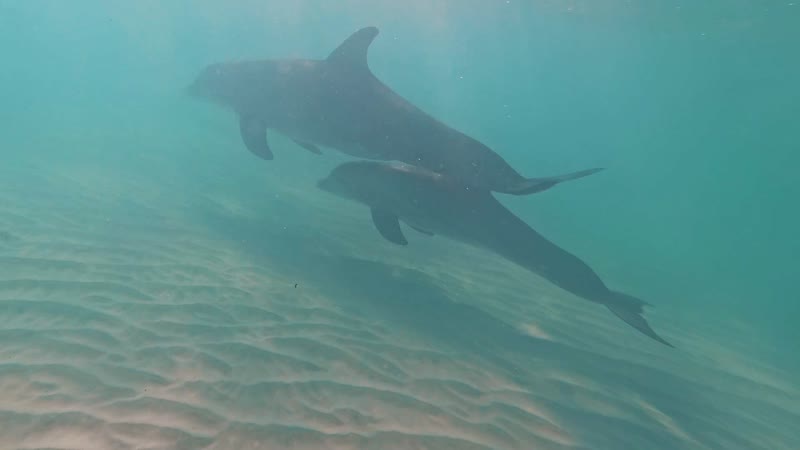 Underwater shot of dolphins