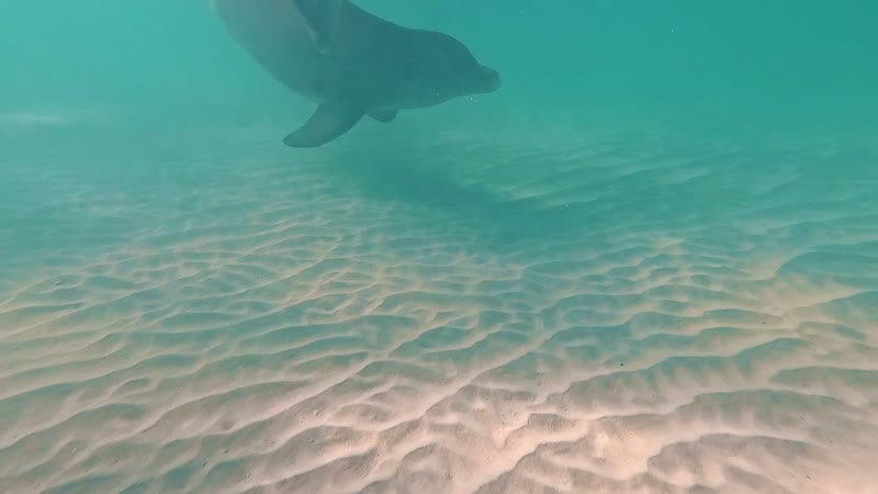 Underwater shot of dolphins